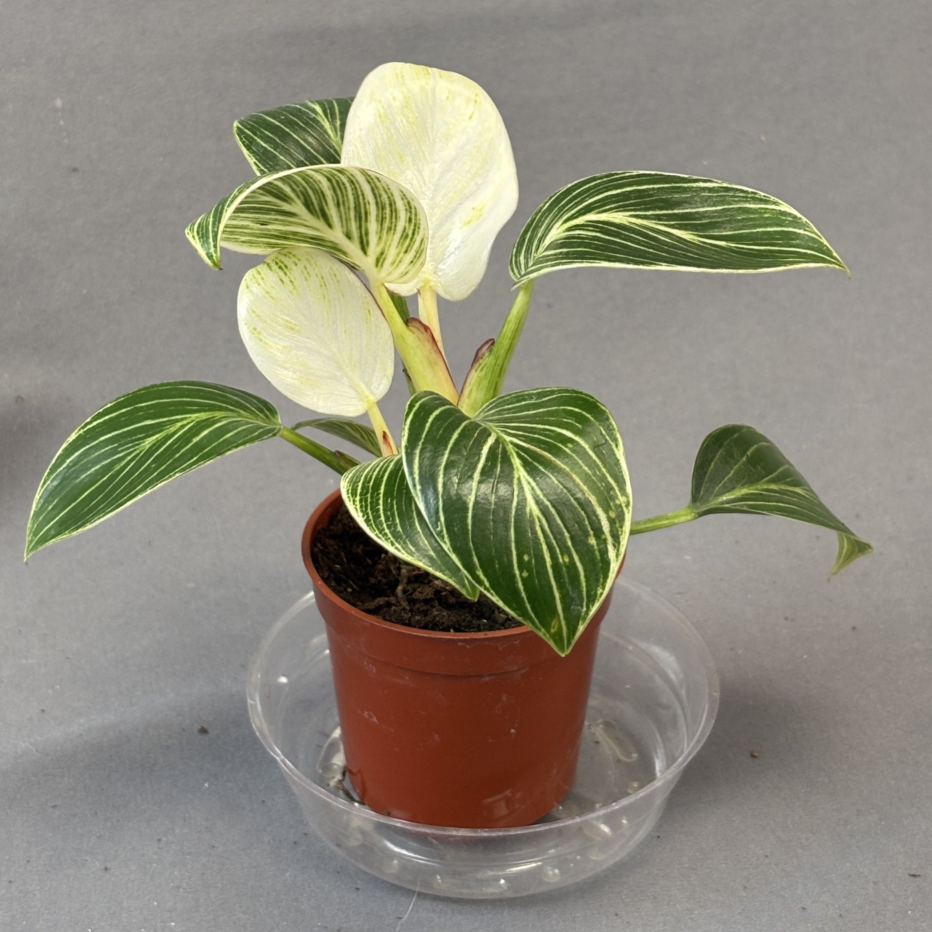 philodendron birkin in water Philodendron 'Birkin' – Scott's Nursery Ltd