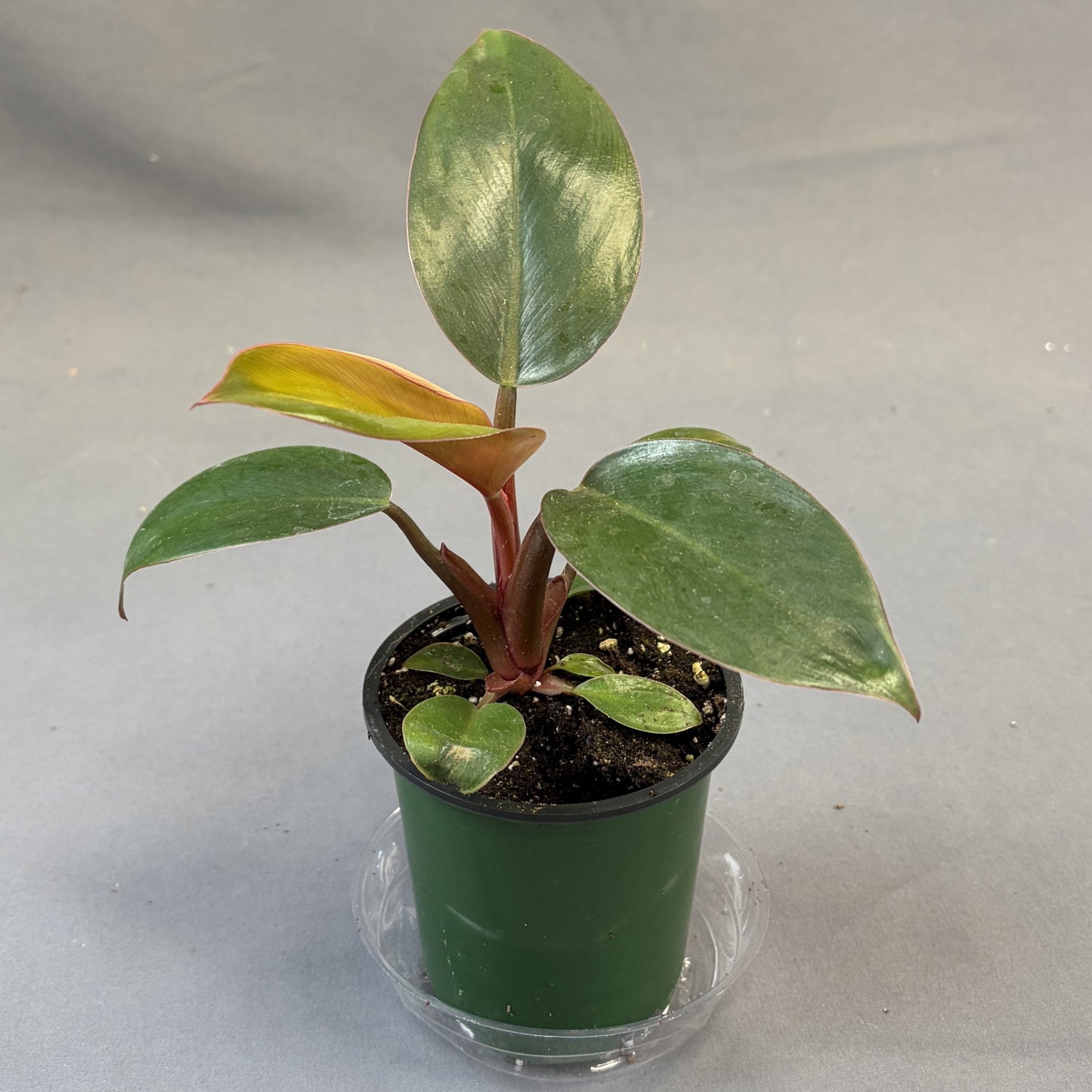 Philodendron 'Rojo Congo'