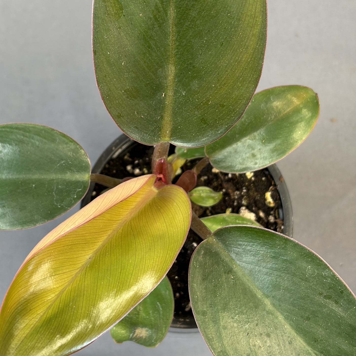 Philodendron 'Rojo Congo'