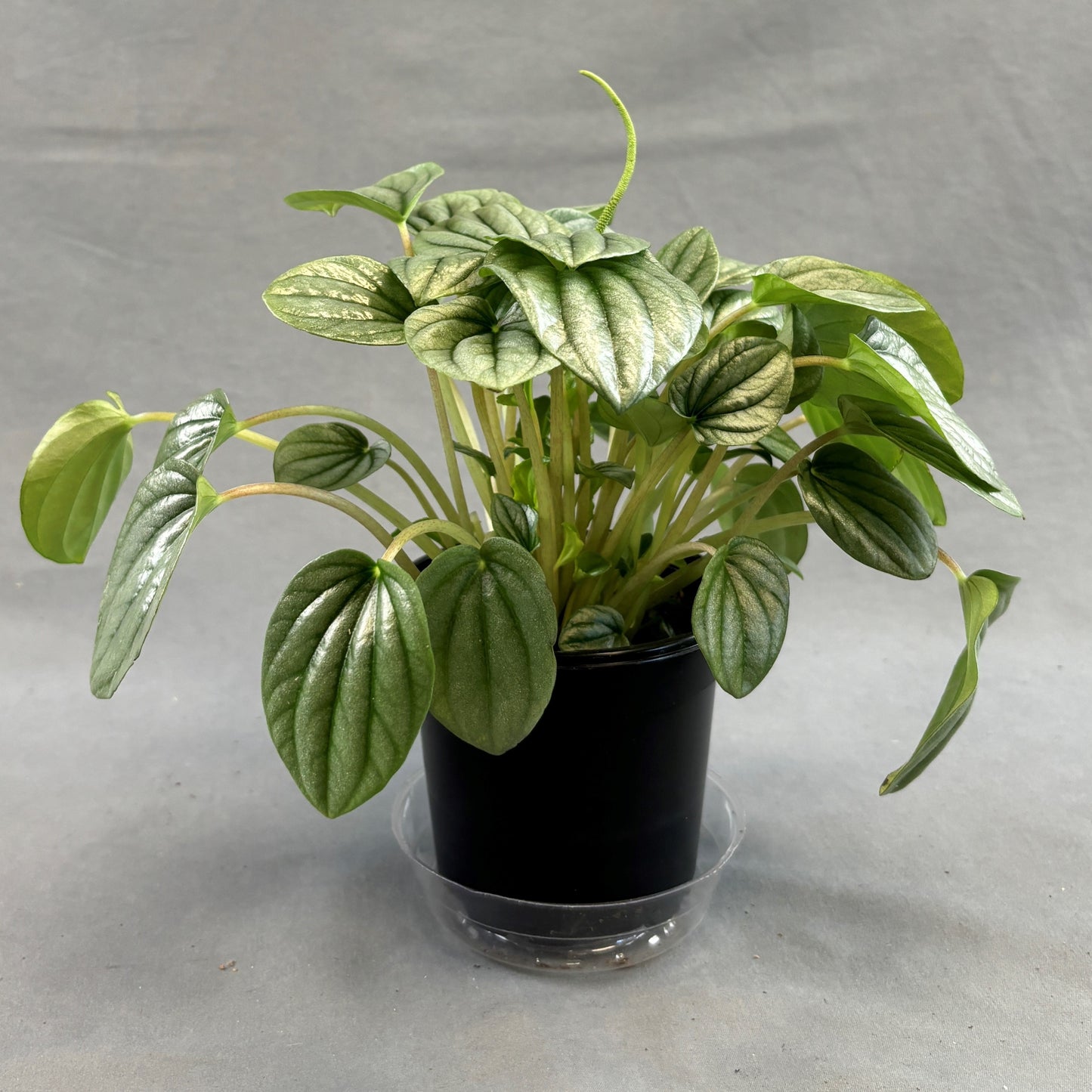 Peperomia 'Frost'