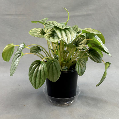 Peperomia 'Frost'