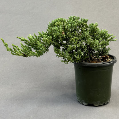 Juniper Bonsai
