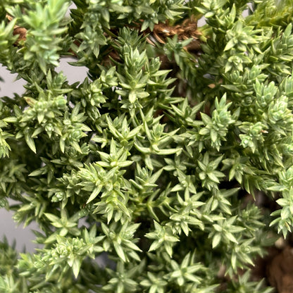Juniper Bonsai
