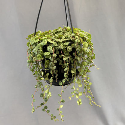 String-of-Turtles