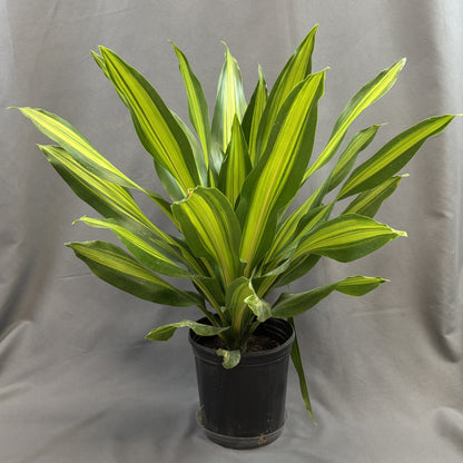 Dracaena 'Golden Heart'