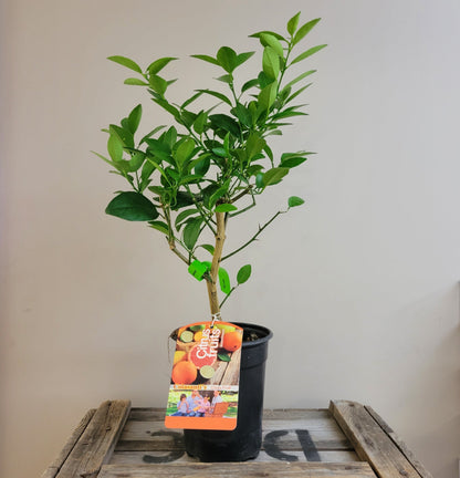 Citrus 'Orange'