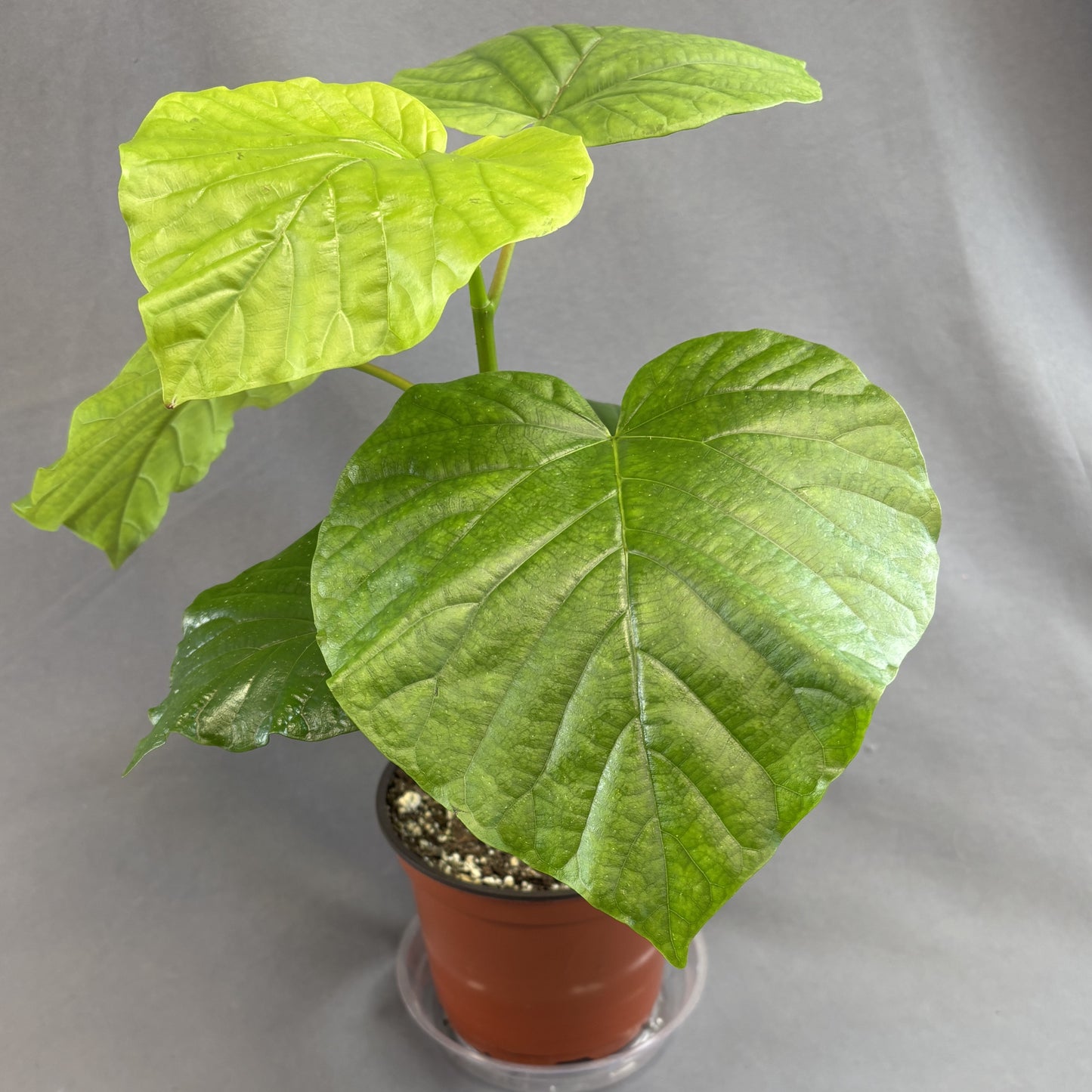 Ficus umbellata