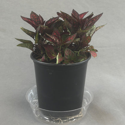 Hypoestes 'Polka Dot'