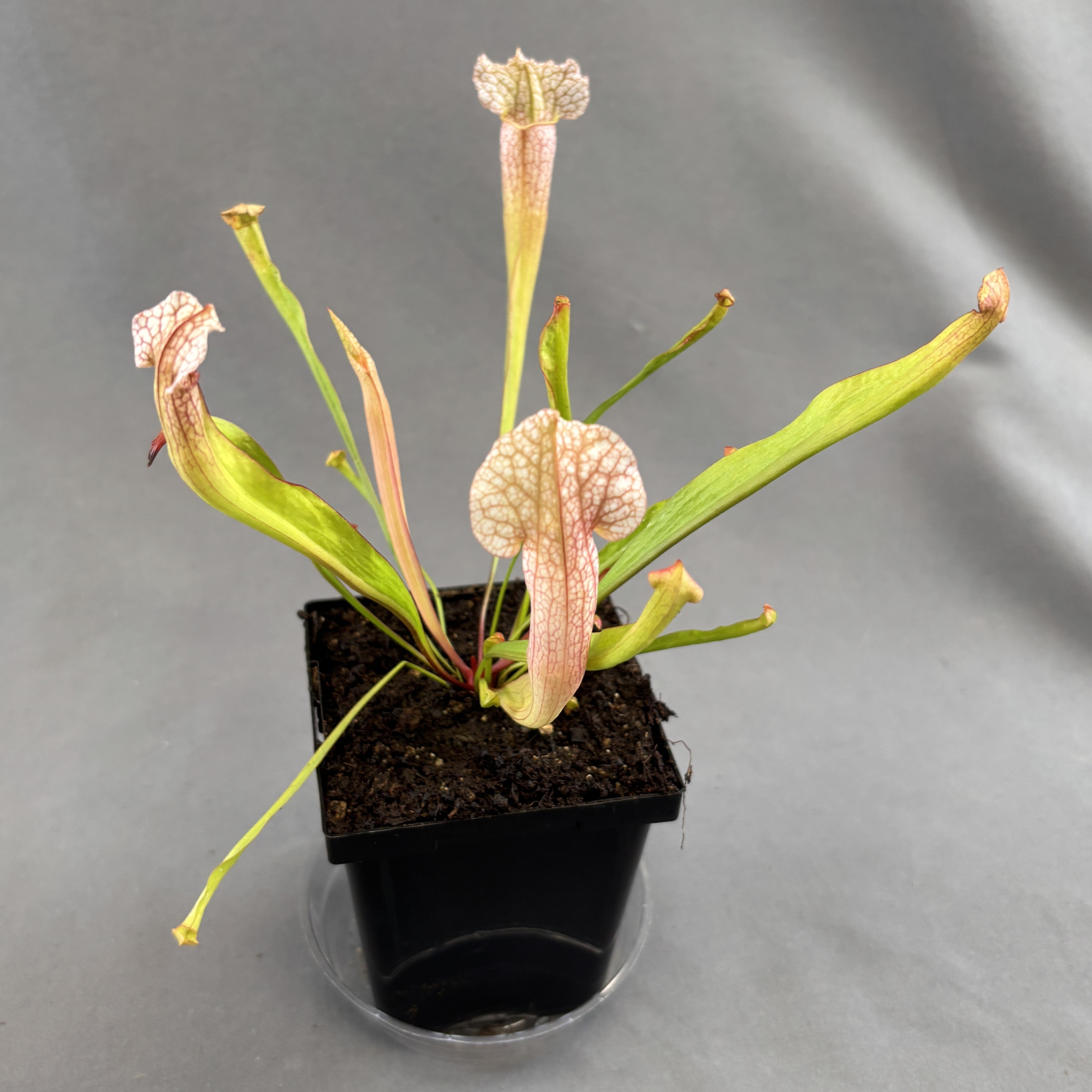 Sarracenia Assorted (Pitcher Plant)