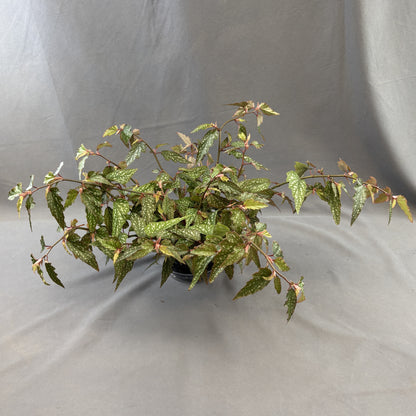 Begonia Angel Wing 'Medora'