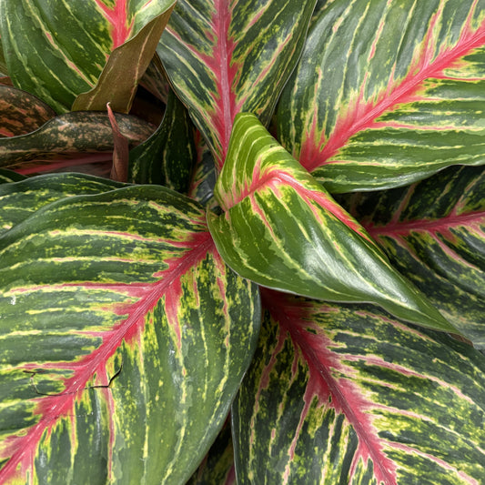 Aglaonema 'Red Emerald'