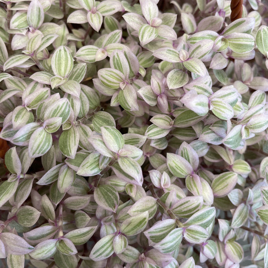 Callisia 'Pink Lady'