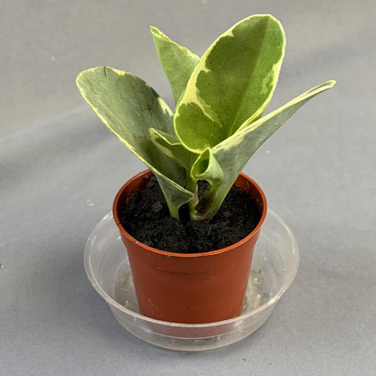 Peperomia obtusifolia 'Variegated'