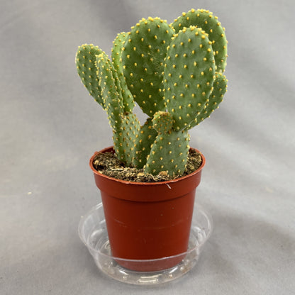 Prickly Pear Assorted Cactus