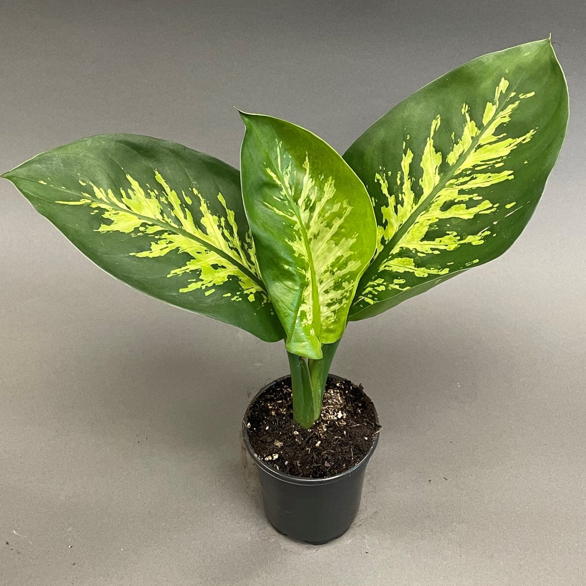Dieffenbachia 'Tropic Snow'