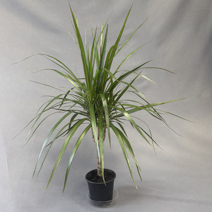Dracaena marginata