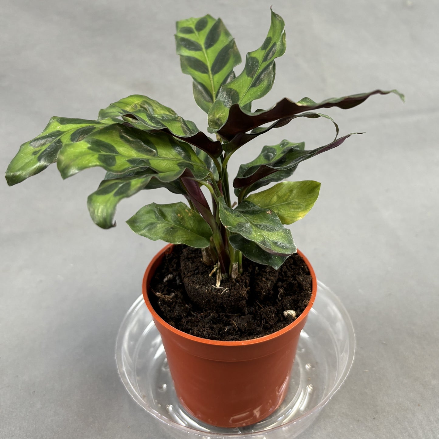 Calathea Lancifolia 'Rattlesnake'