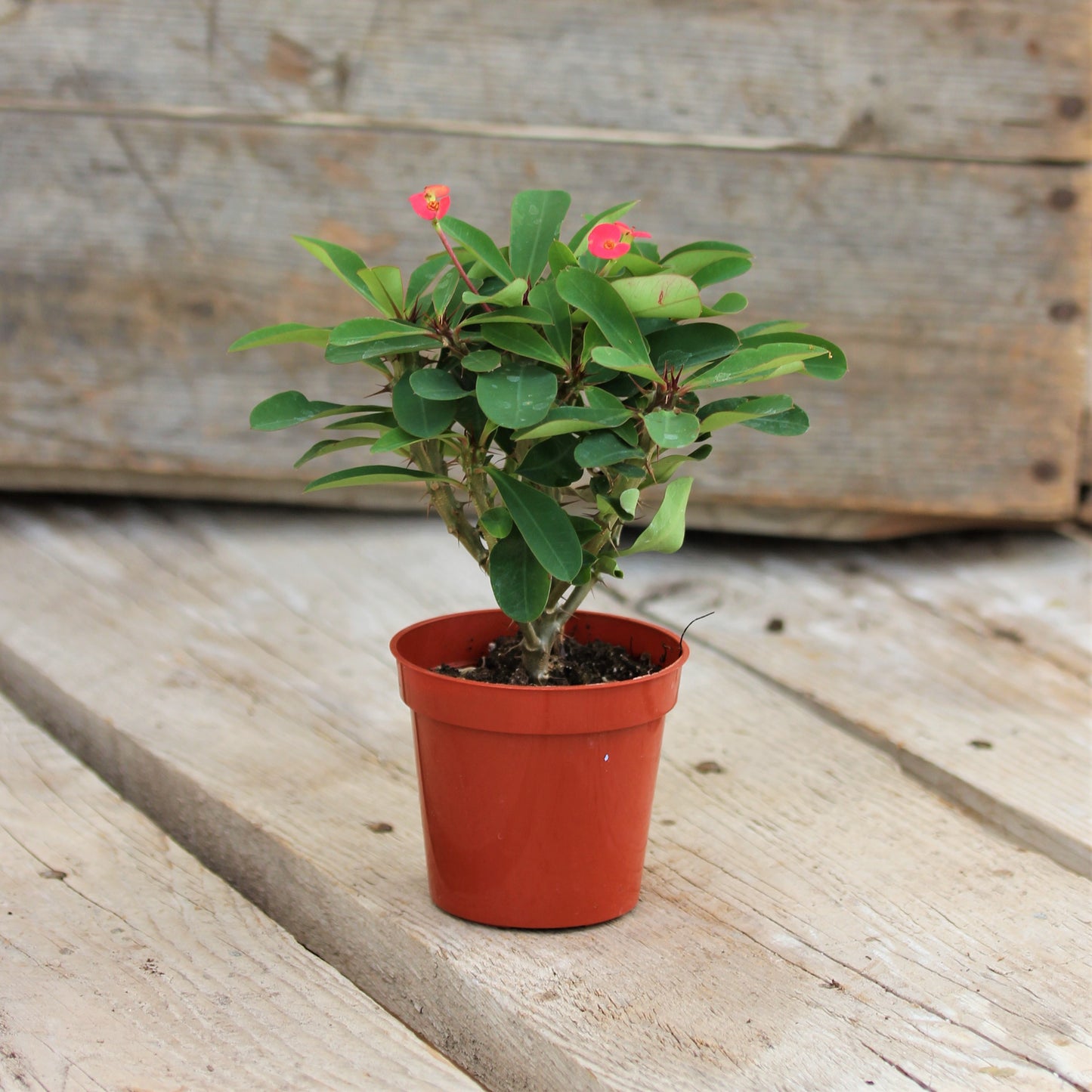 Euphorbia 'Crown-of-Thorns'