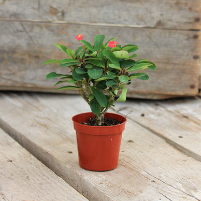 Euphorbia 'Crown-of-Thorns'