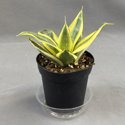 Snake Plant 'Hahnii'