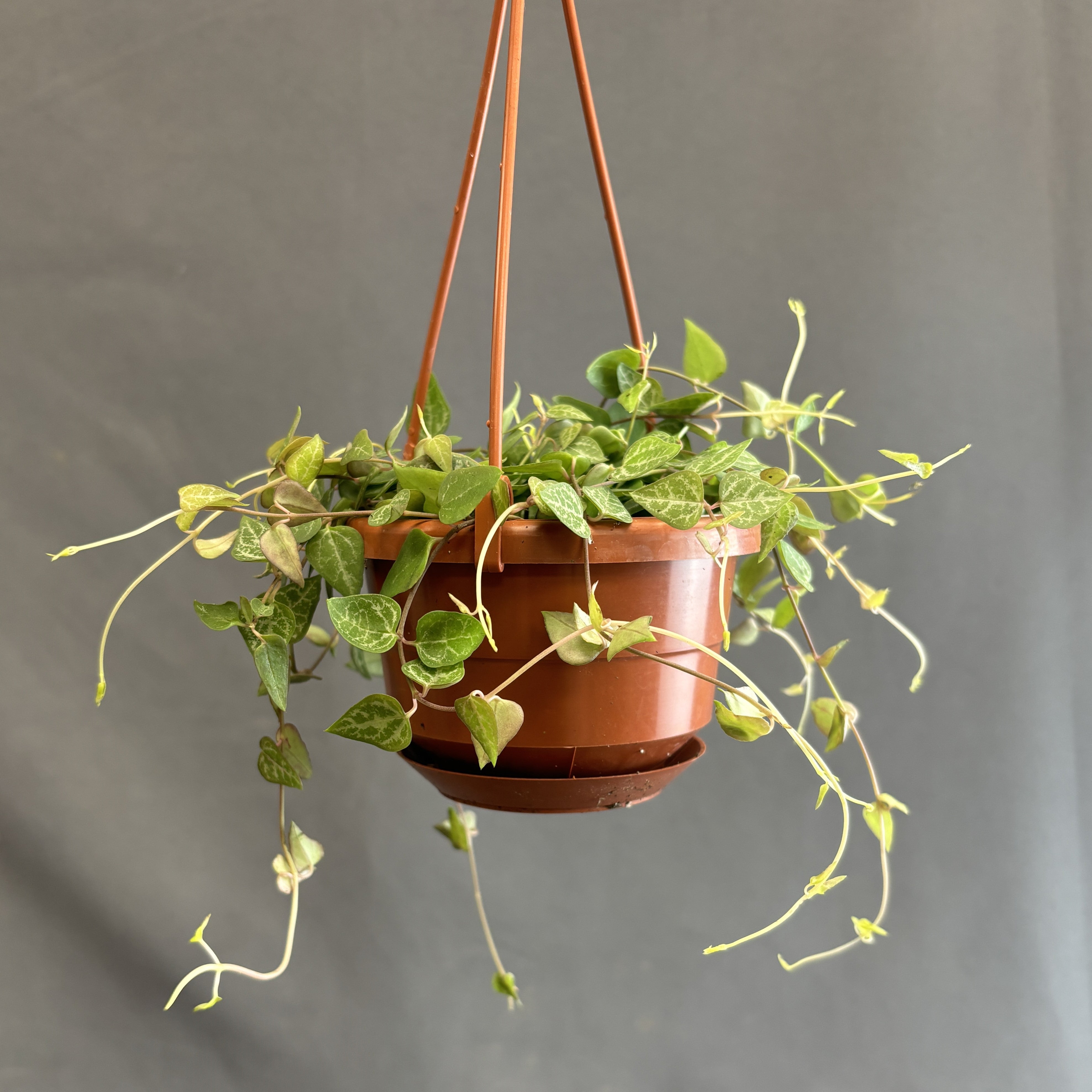 String-of-Spades