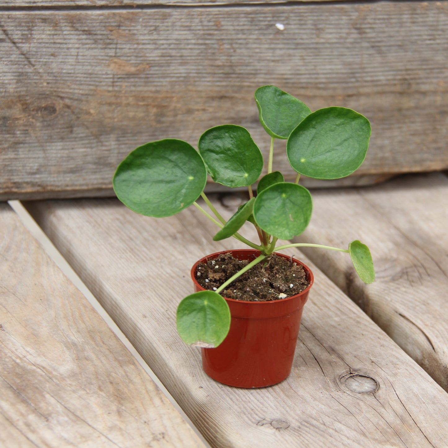 Chinese Money Plant