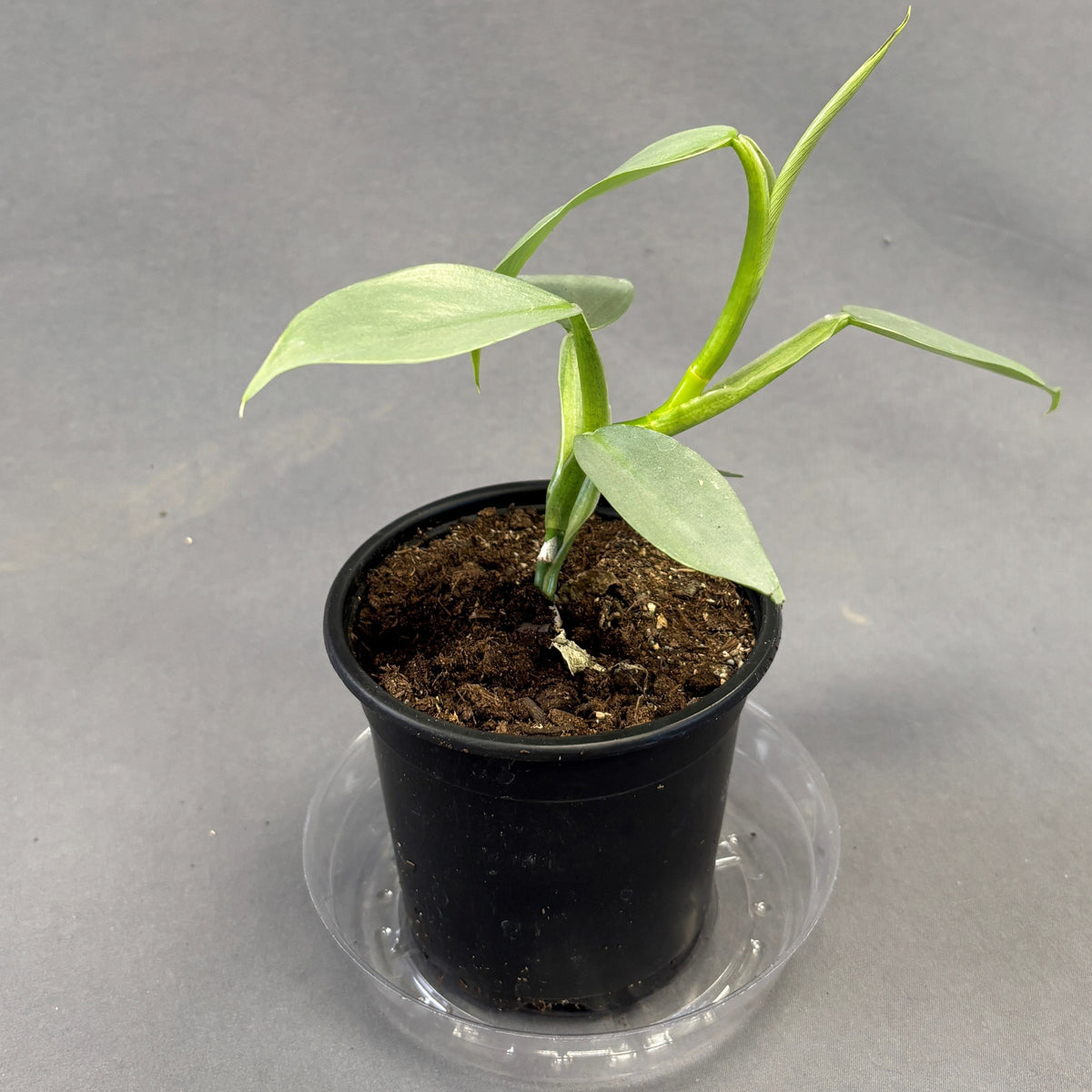 Philodendron 'Silver Sword' – Scott's Nursery Ltd.