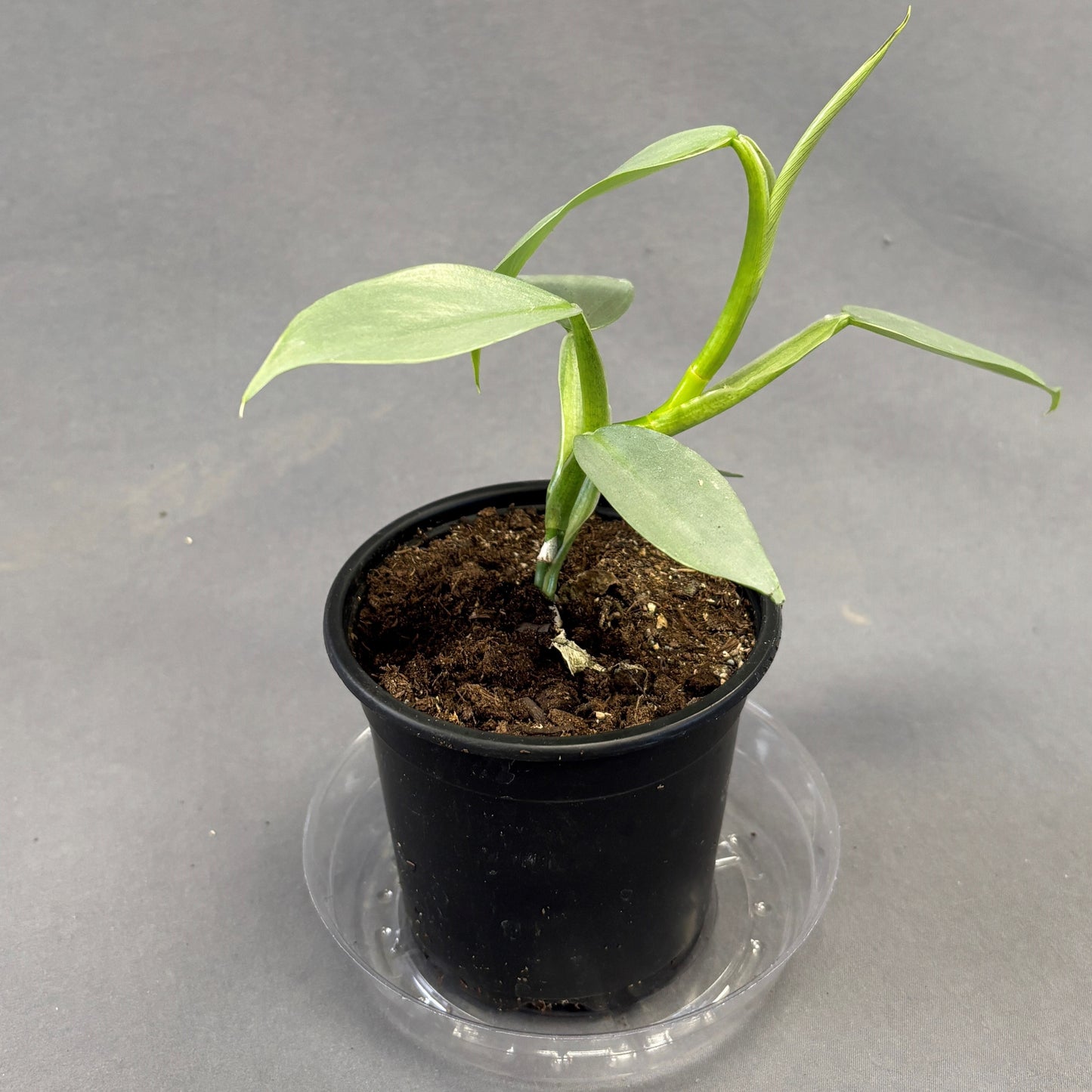 Philodendron 'Silver Sword'