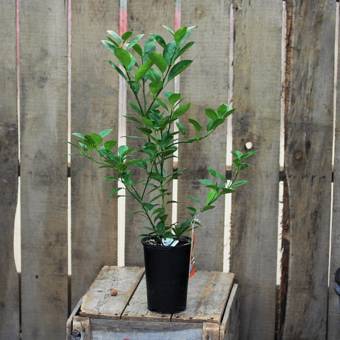 Citrus 'Orange'