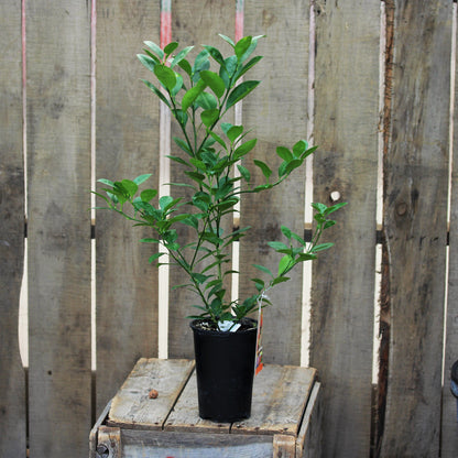 Citrus 'Orange'