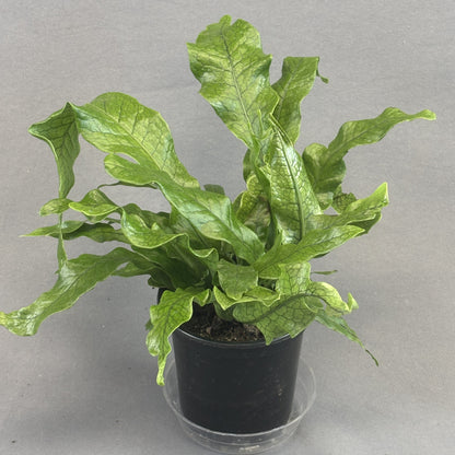 Crocodile Fern