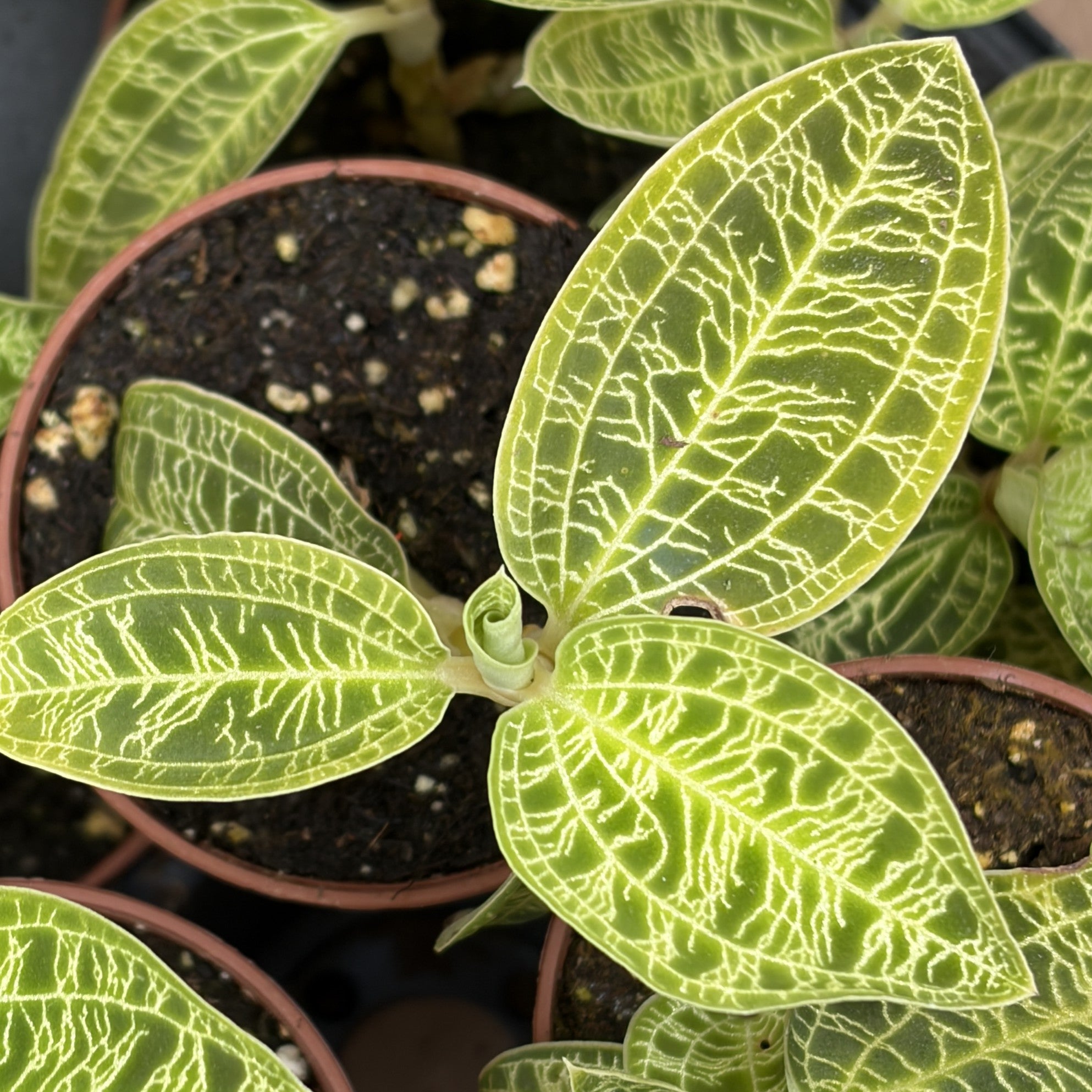 Macodes petola (Jewel Orchid)