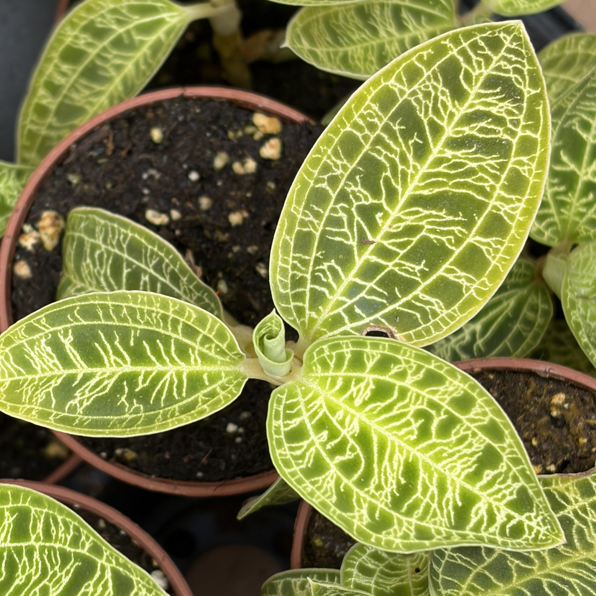 Macodes petola (Jewel Orchid)