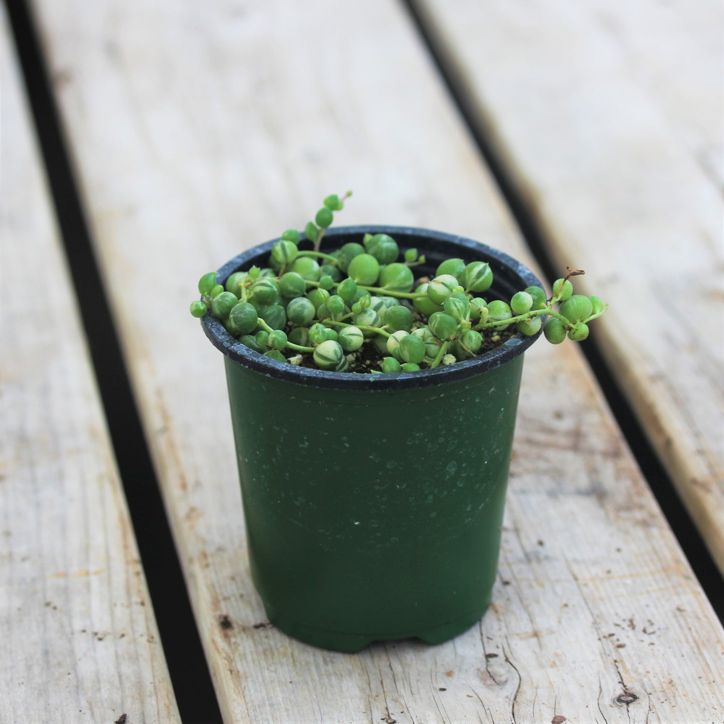 String of Pearls