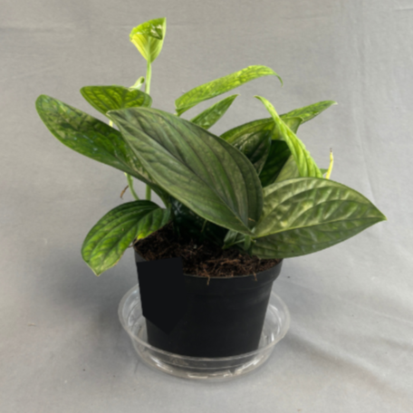 Monstera 'Peru'
