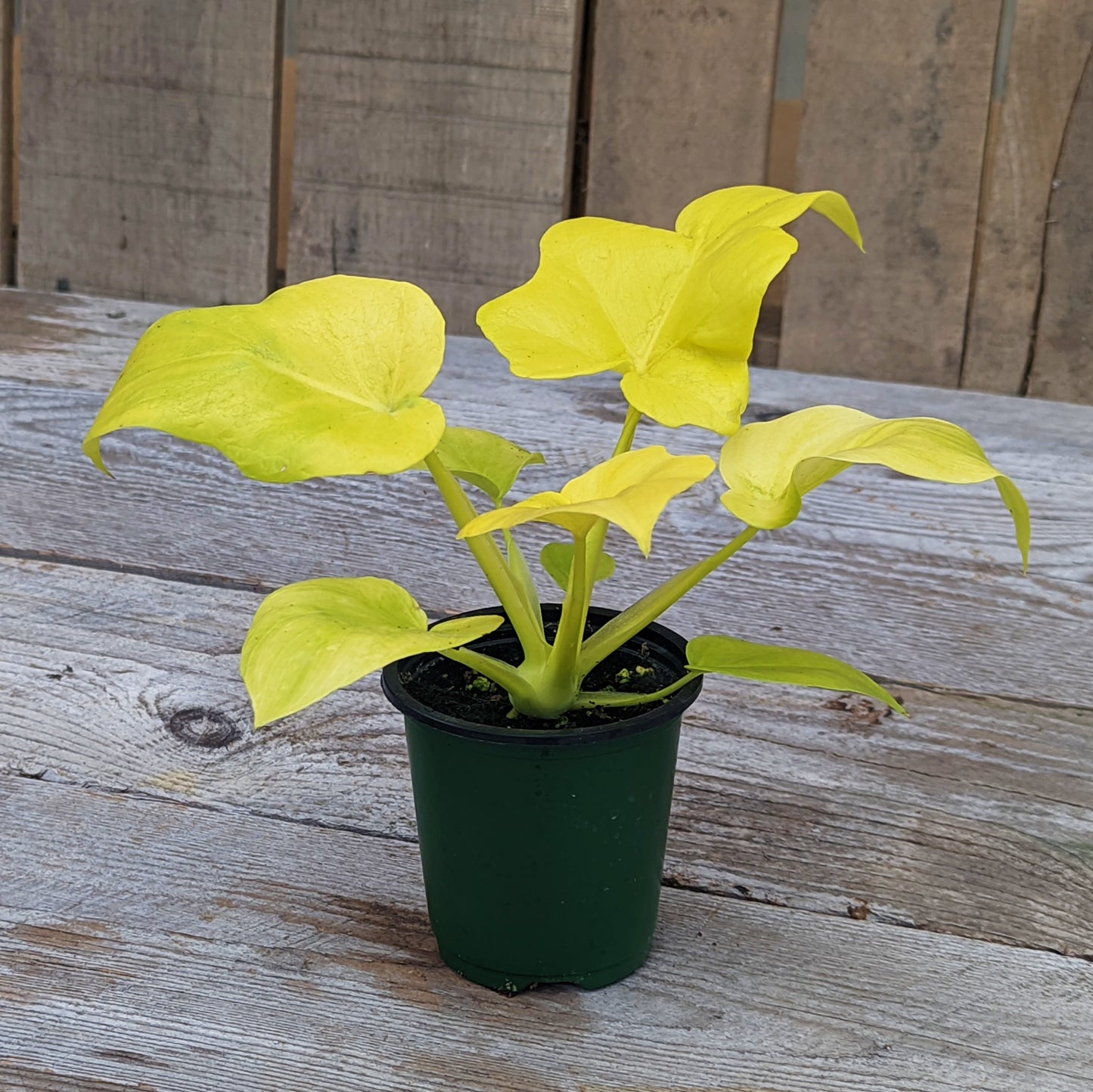 Philodendron 'Selloum'