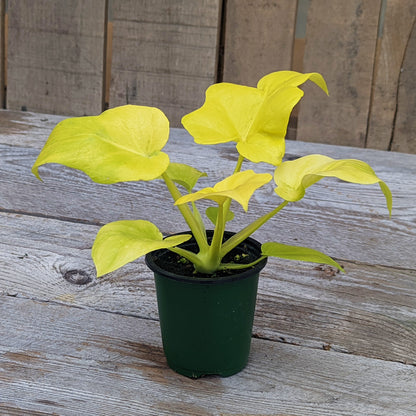 Philodendron 'Selloum'