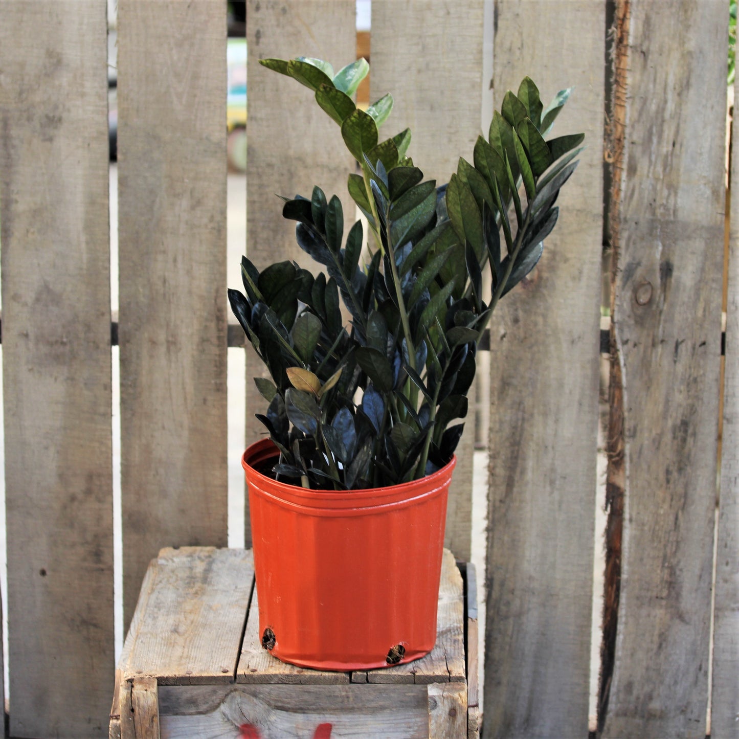 ZZ Plant 'Black'