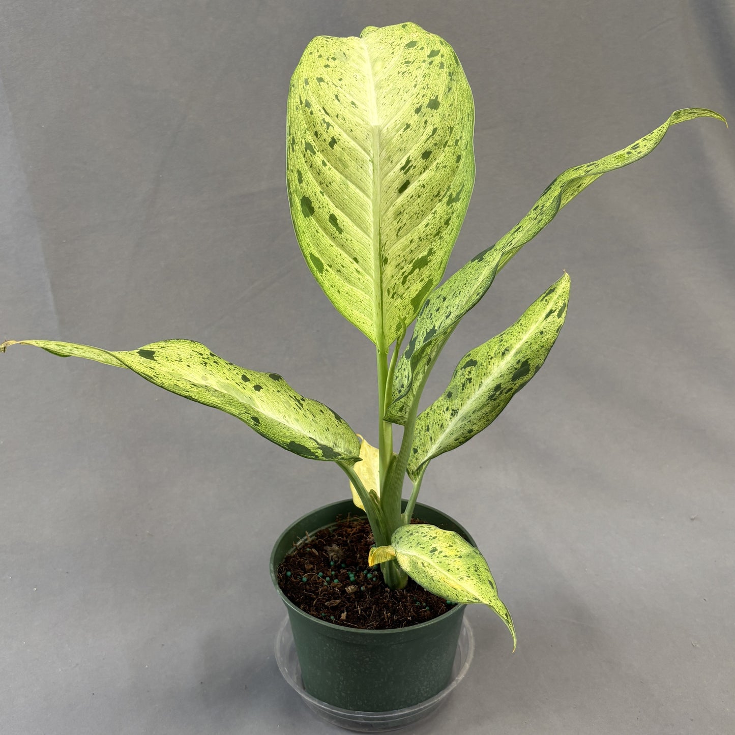 Dieffenbachia 'Camouflage'