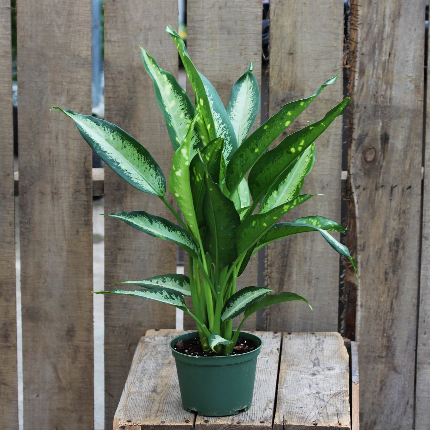 Dieffenbachia 'Panther'