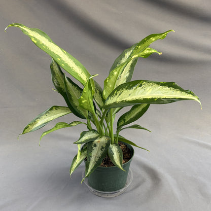 Dieffenbachia 'Panther'