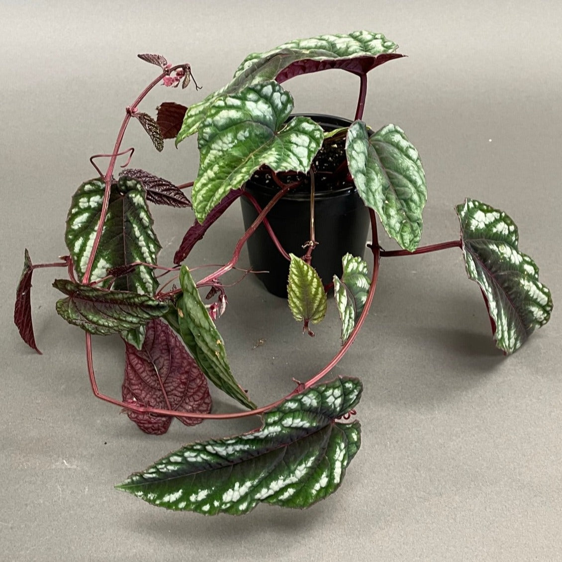 Rex Begonia Vine
