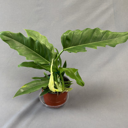 Philodendron 'Narrow Escape'