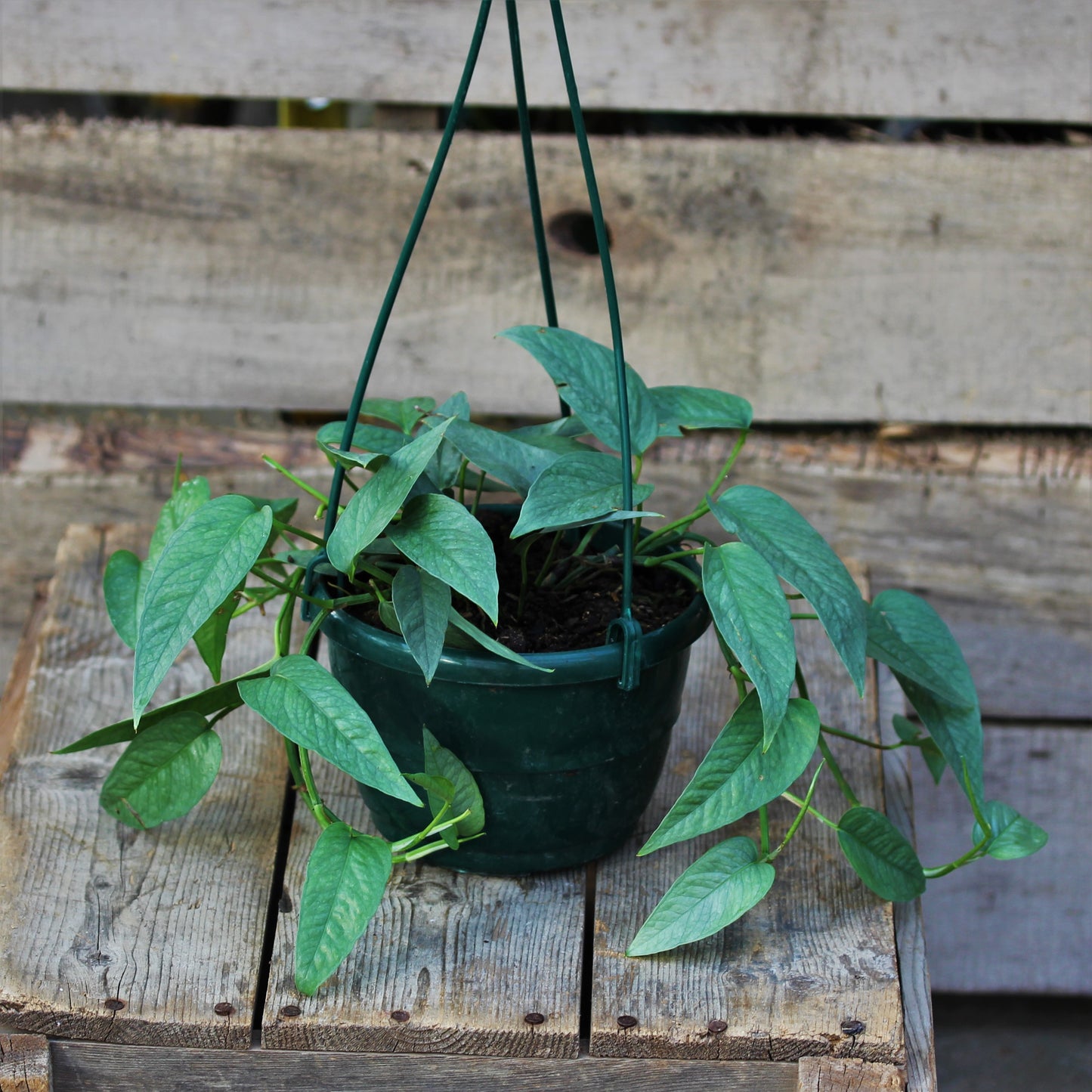 Pothos 'Cebu Blue'