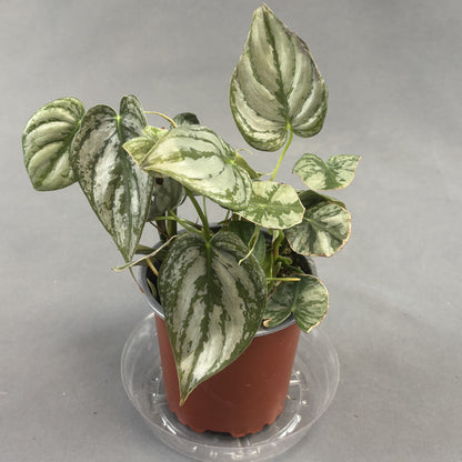 Philodendron 'Brandi'