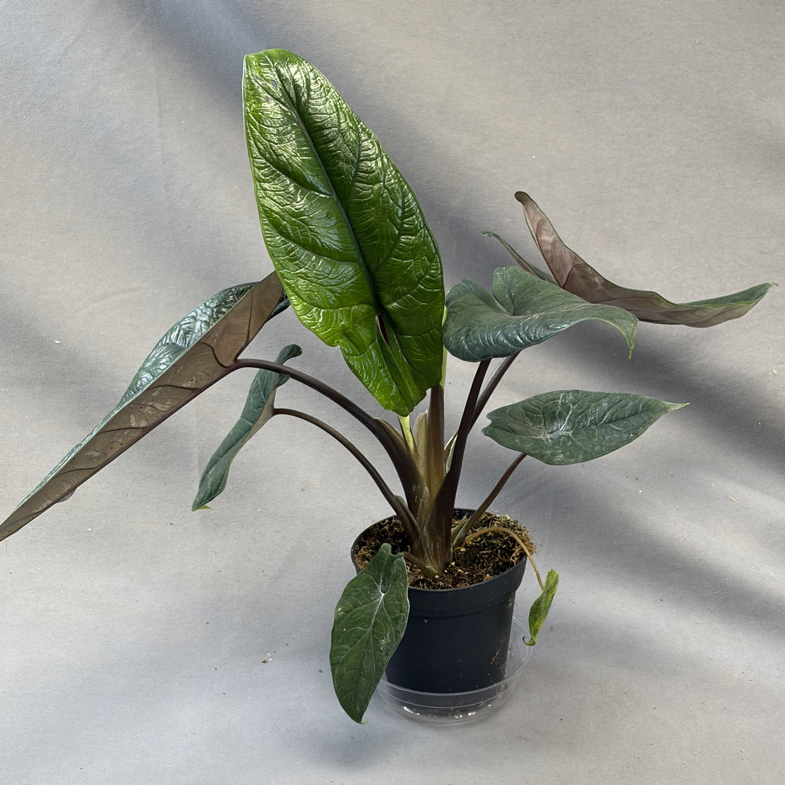 Alocasia scalprum