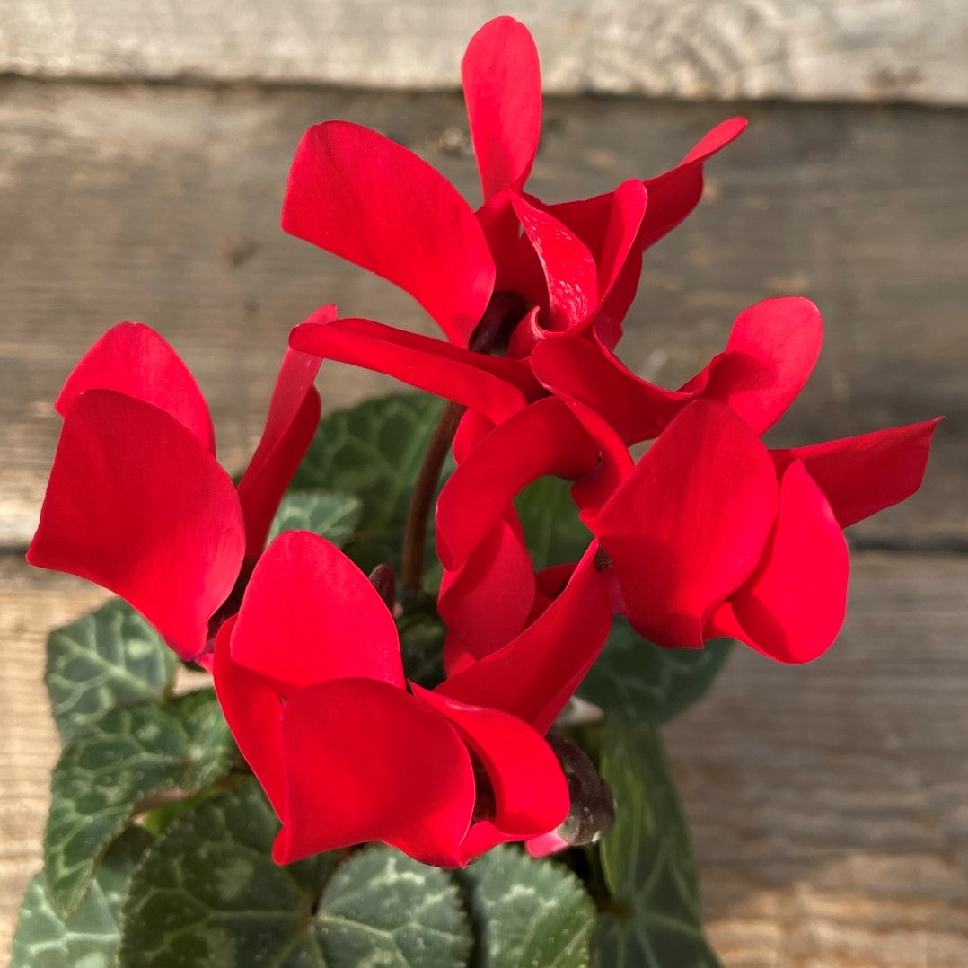 Cyclamen
