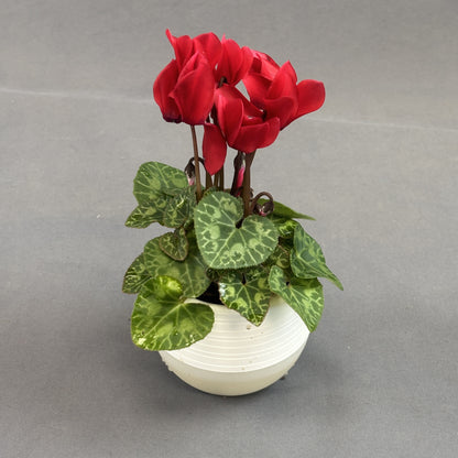 Cyclamen