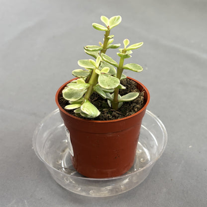 Elephant Bush