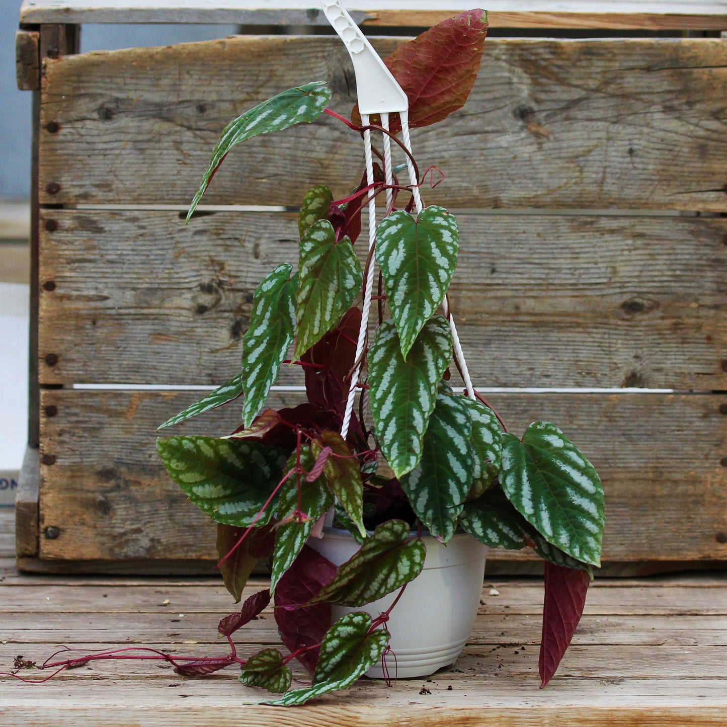 Rex Begonia Vine